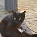 黒猫　2
