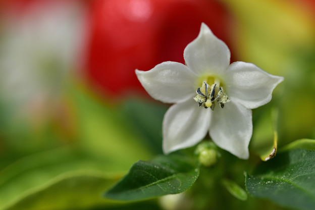 写真: トウガラシの花