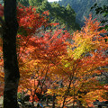 写真: 観心寺の紅葉