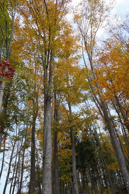 写真: 色づく木々