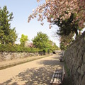 Photos: 堀川の桜2