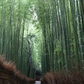 写真: 竹林の小径6
