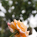 写真: 香り立つ薔薇