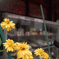 写真: 中華屋の花