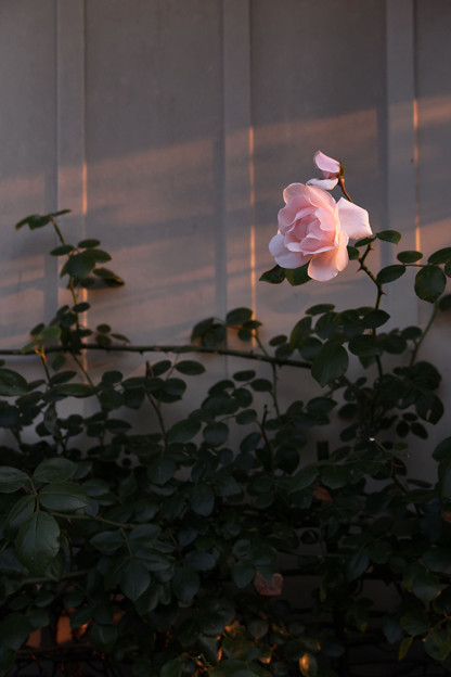 写真: 夕暮れの薔薇