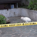 KEEP OUT 猫3