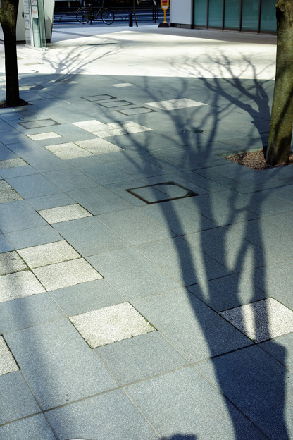 影の樹