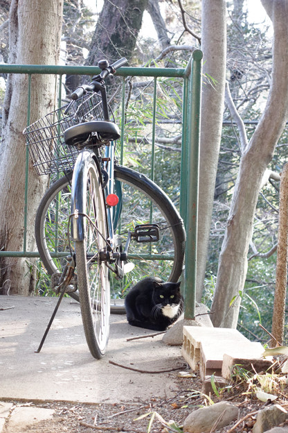 写真: 自転車猫