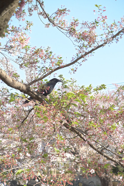 写真: 桜に烏