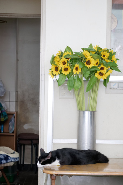 写真: 花屋の猫