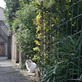 写真: 下町のゴージャス猫
