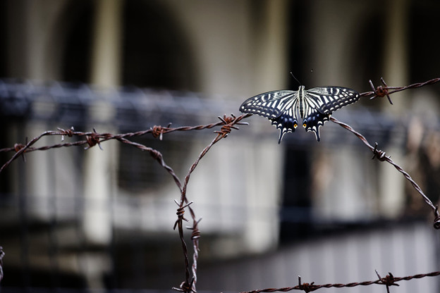 写真: 棘と蝶