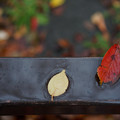 写真: 落葉-雨の日