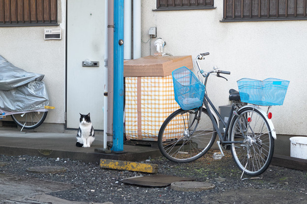 写真: 猫と自転車