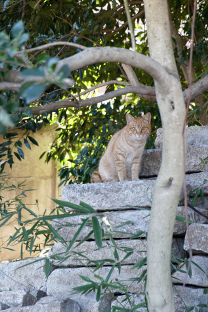 写真: 石の上の猫