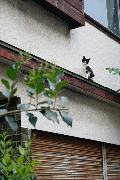 写真: 屋根猫
