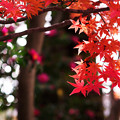 写真: 紅葉と山茶花