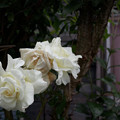 写真: 窓辺の白い薔薇