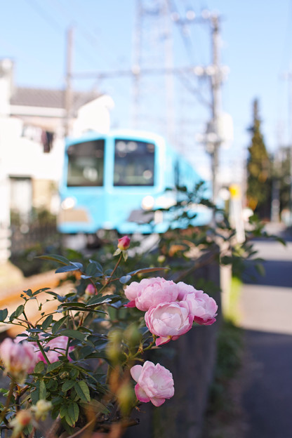 写真: 線路沿いの薔薇
