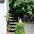 写真: 緑の階段