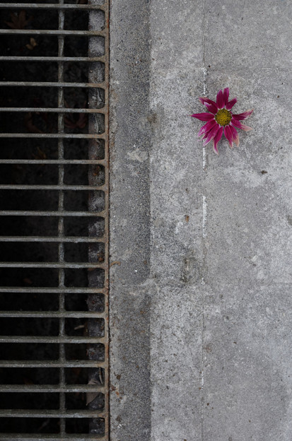 写真: 落ちた花