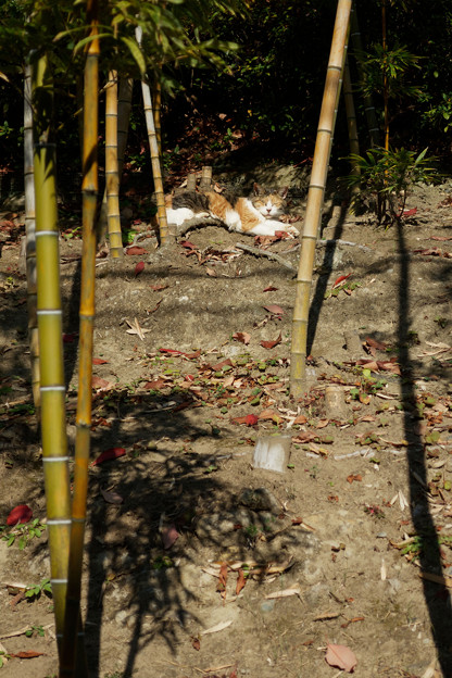 竹林猫