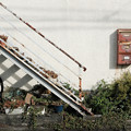 写真: 鉢植階段