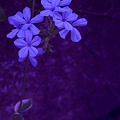 写真: Purple in Purple