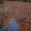 落ち葉の池