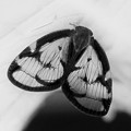 写真: これは・・「スケバハゴロモ」という名前の蝶　　１　　08：17