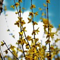 写真: 春・・巷に咲く花達−−レンギョウ（連翹）