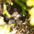 写真: ホオジロの巣