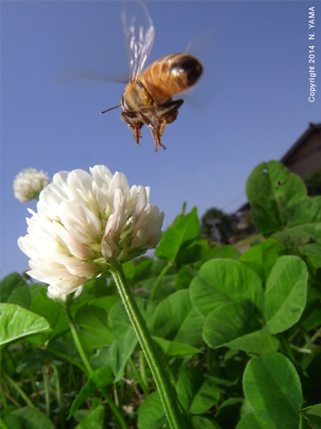 写真: セイヨウミツバチ