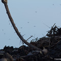 写真: 廃棄レンコンから発生する、ガガンボの一種