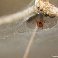 Spiders_0335