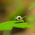 Spiders_0345