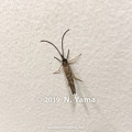 写真: yamanao999_insect2019_102