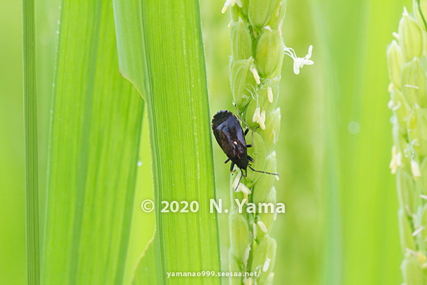 写真: yamanao999_insect2020_058