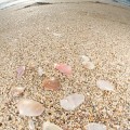 写真: 貝殻と海岸