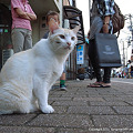 写真: 新竪町の猫