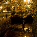 写真: 広坂１丁目の夜桜