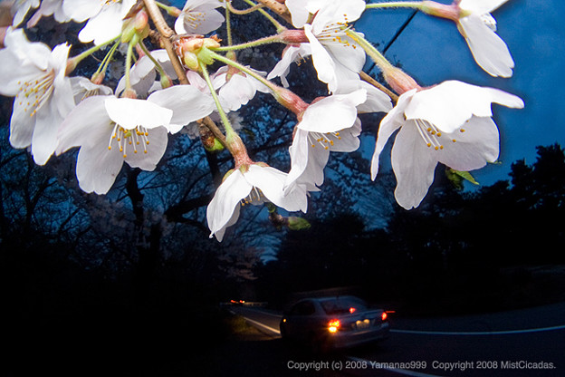 写真: 卯辰山の夜桜 その1