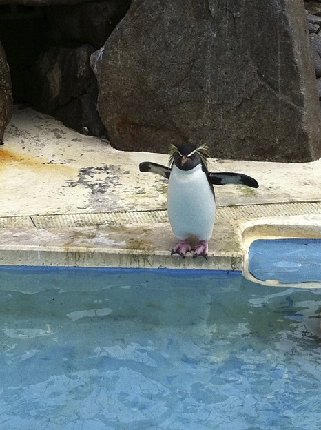 写真: 京急油壺マリンパークのペンギン