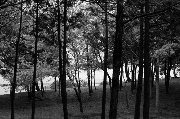 白黒の林