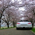 写真: 秘密の桜並木
