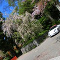 平野神社の枝垂れ桜