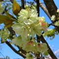 平野神社の鬱金桜