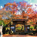 写真: 高源寺の紅葉