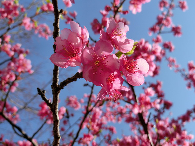 写真: 淀水路の河津桜