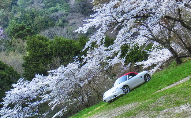 写真: 桜の広場2